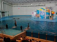 P5020001  Dolphin show at the Indianapolis Zoo #1