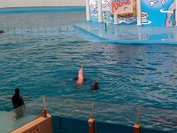 P5020003  Dolphin show at the Indianapolis Zoo #2