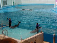 P5020006  Dolphin show at the Indianapolis Zoo #3