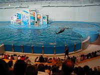 P5020007  Dolphin show at the Indianapolis Zoo #4