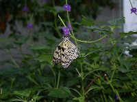 20121202133844DSC 0017