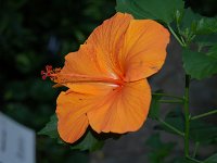 20121202134424DSC 0027