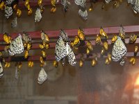 20121202134510DSC 0028