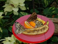 20121202135222DSC 0034