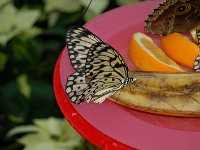 20121202135236DSC 0035