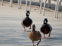DSCN3171