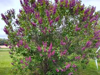 IMG 20250525 143000736 HDR